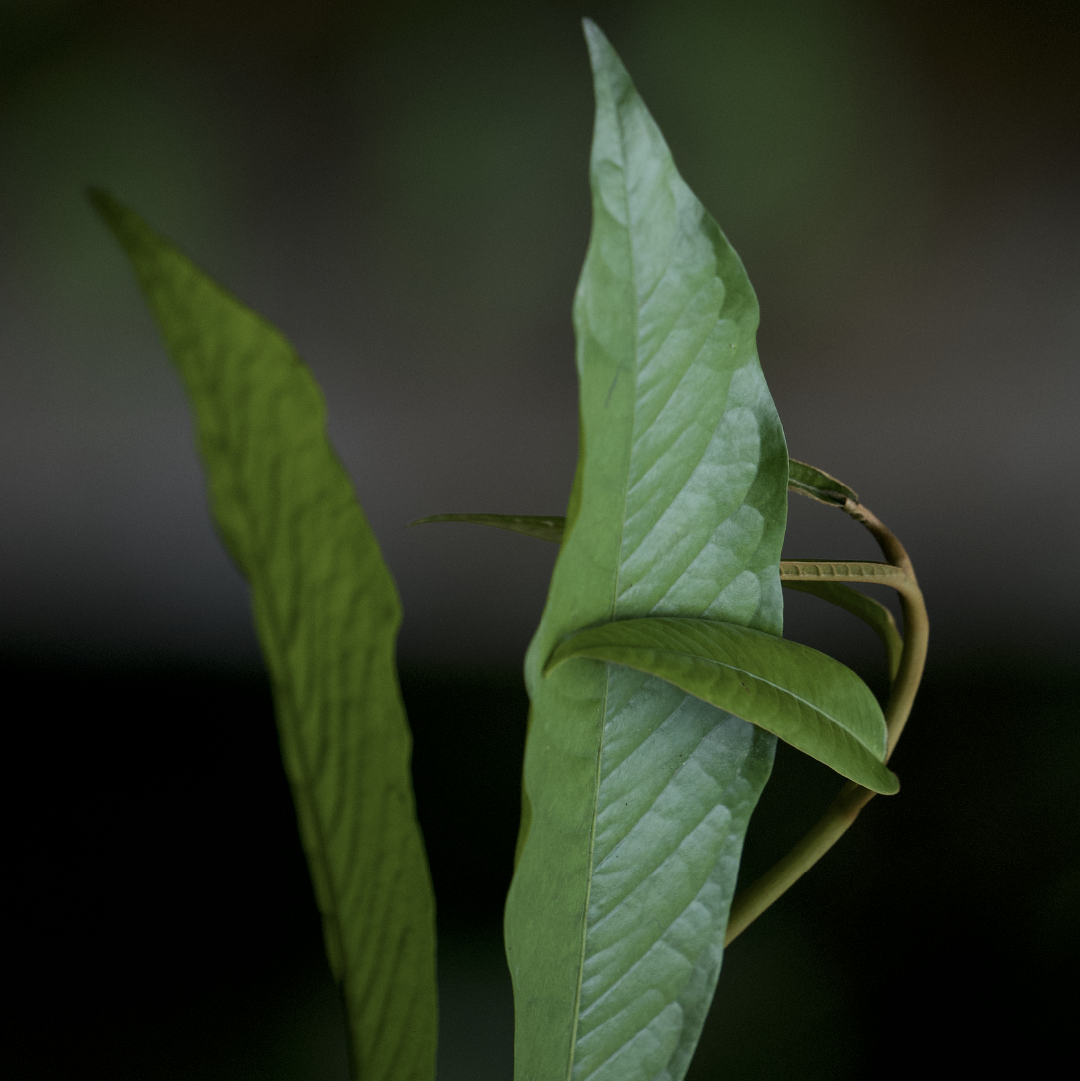 Natural detail