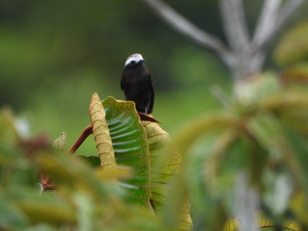 Ave posada sobre hojas en la selva, experiencia de avistamiento de aves en Hotel Samaná – Colección Montes